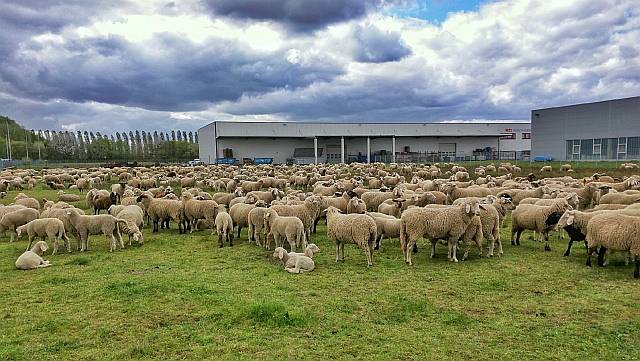 Schafe weiden im Gewerbegebiet Achenbach in Lünen-Brambauer